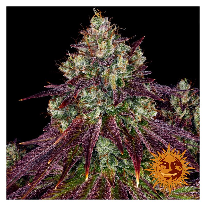 Mimosa EVO, Фасовка: 5, изображение 11